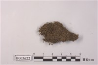 藏品(細鱗蘚科)的圖片